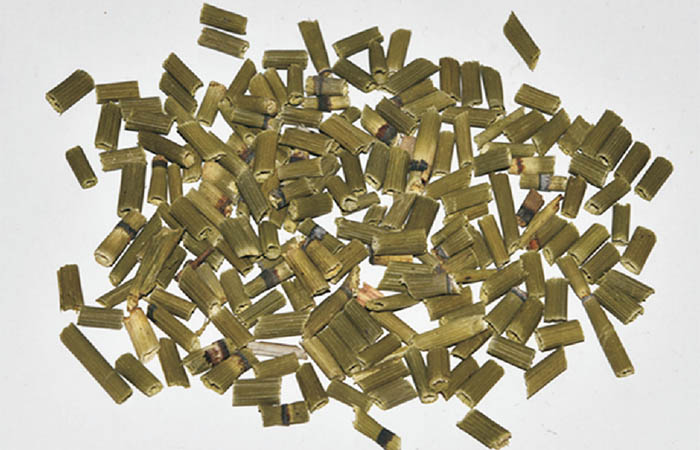 木贼茎部及孢子囊穗细节特征，显示其纵肋棱和孢子囊穗结构